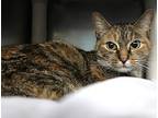 Sweetie, Domestic Shorthair For Adoption In Forked River, New Jersey