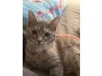 Adopt Chewy a Domestic Short Hair