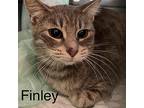 Finley, Domestic Shorthair For Adoption In Cleveland, Ohio