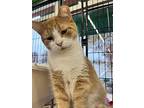 Johnny B Goode, Domestic Shorthair For Adoption In Cleveland, Ohio