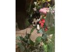 Adopt Smudge a American Shorthair