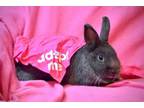 Adopt Yara a Bunny Rabbit