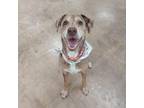 Adopt Marie a Catahoula Leopard Dog