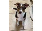 Adopt Sienna aka CinnaBon a Treeing Walker Coonhound, Australian Shepherd