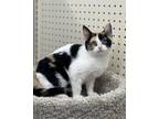 Adopt Hermione a Calico, Domestic Short Hair