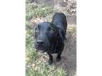 Adopt Bella a Labrador Retriever