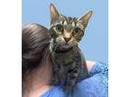 Adopt Little Momma Kitty a Tabby