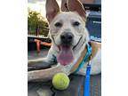 Adopt Rocco a Mixed Breed