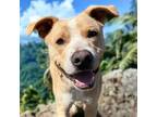 Adopt Wybie (In Foster Home) a Mixed Breed