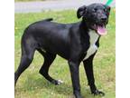 Adopt Mateo 39137 a Black Labrador Retriever