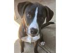 Adopt Braden a Black - with White Pit Bull Terrier / Siberian Husky / Mixed dog
