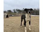 Adopt Ryder a Boston Terrier, Whippet