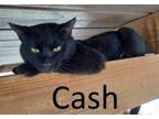 Adopt Cash a Domestic Short Hair