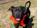 Adopt Gizmo 6905 a Patterdale Terrier / Fell Terrier, Whippet