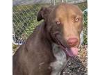 Adopt Biggie a Chocolate Labrador Retriever, Mixed Breed