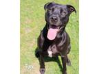 Adopt Tux a Boxer / Mixed dog in Gautier, MS (38213890)