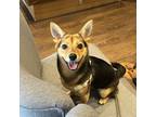 Adopt Susu a Brown/Chocolate - with Black German Shepherd Dog / Jindo / Mixed