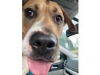 Adopt Rebel a Brown/Chocolate Mixed Breed (Large) / Mixed dog in West Chester