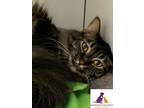 Adopt Jenny a Brown Tabby Domestic Longhair (long coat) cat in Eighty Four