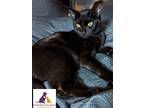 Adopt Lourdes a All Black Domestic Shorthair (short coat) cat in Eighty Four