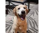 Adopt Rocky a Tan/Yellow/Fawn Labrador Retriever / Mixed dog in Austin