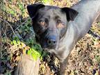 Adopt SUBA a Black Labrador Retriever / Mixed dog in Waco, TX (32927841)