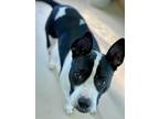 Adopt *MAUDE a White - with Black American Pit Bull Terrier / Mixed dog in