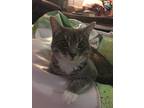 Adopt Remy a Tiger Striped Domestic Shorthair / Mixed (short coat) cat in
