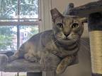 Adopt Partridge a Gray, Blue or Silver Tabby Domestic Shorthair (short coat) cat