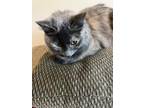 Adopt Graysie a Tortoiseshell Domestic Mediumhair / Mixed (medium coat) cat in