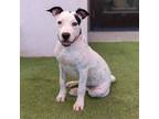 Adopt Draco a Pit Bull Terrier, Mixed Breed