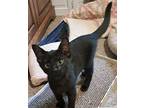 Adopt Cassie a Black (Mostly) Domestic Shorthair (short coat) cat in Lebanon