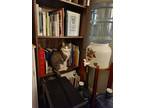 Adopt Basil a Gray, Blue or Silver Tabby American Shorthair / Mixed cat in