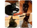 Adopt Asher a All Black Domestic Shorthair (short coat) cat in Hollister
