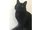 Adopt Jupiter a All Black Tonkinese / Mixed (short coat) cat in Scottsdale