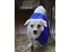 Adopt Flash a White Terrier (Unknown Type, Small) / Dachshund / Mixed dog in