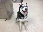 Adopt Dog a Siberian Husky