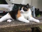 Adopt Miss Curtis a Calico or Dilute Calico Calico / Mixed (medium coat) cat in