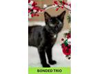 Adopt Rockford a All Black Domestic Shorthair / Domestic Shorthair / Mixed cat