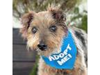 Adopt Chip a Yorkshire Terrier