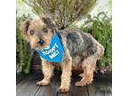 Adopt Chip a Yorkshire Terrier