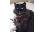 Adopt Madea a All Black Domestic Longhair (long coat) cat in Woodland
