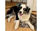 Adopt Doobie a Australian Shepherd