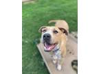 Adopt EL a Tan/Yellow/Fawn - with White American Pit Bull Terrier / Wirehaired