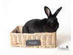Adopt Rockette a Black New Zealand / Other/Unknown / Mixed rabbit in Fairfax