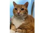 Adopt Boots a Orange or Red Domestic Shorthair / Domestic Shorthair / Mixed cat