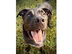Adopt Tibby a Black Shepherd (Unknown Type) / Mixed Breed (Large) / Mixed dog in