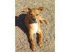 Adopt Rusty a Tan/Yellow/Fawn German Shorthaired Pointer / Rat Terrier / Mixed