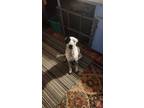Adopt buddy a White - with Black Texas Heeler / Mixed dog in San Antonio