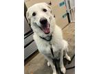 Adopt Claude a Great Pyrenees